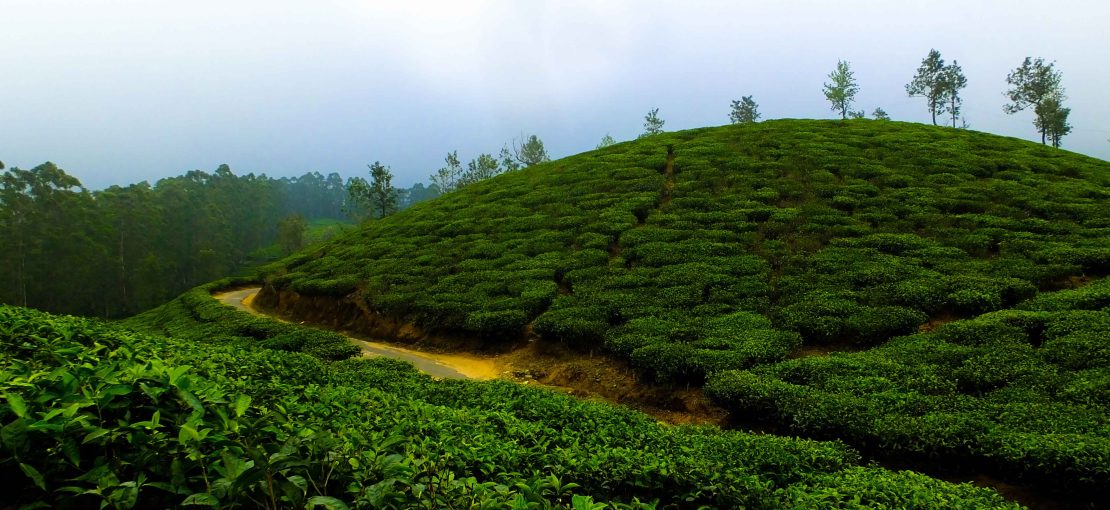 Malnicherra Tea Estate in Bangladesh