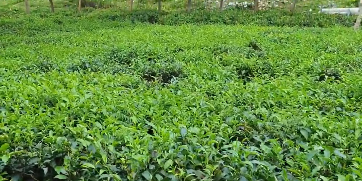 Lakkatura Tea Garden in Sylhet
