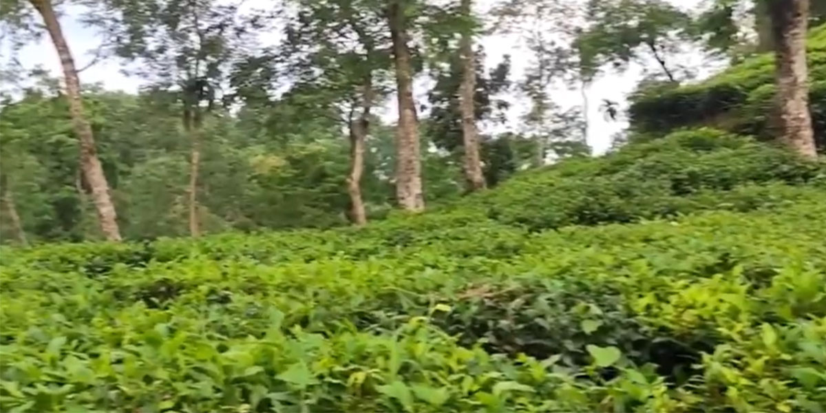 Lakkatura Tea Garden in Sylhet